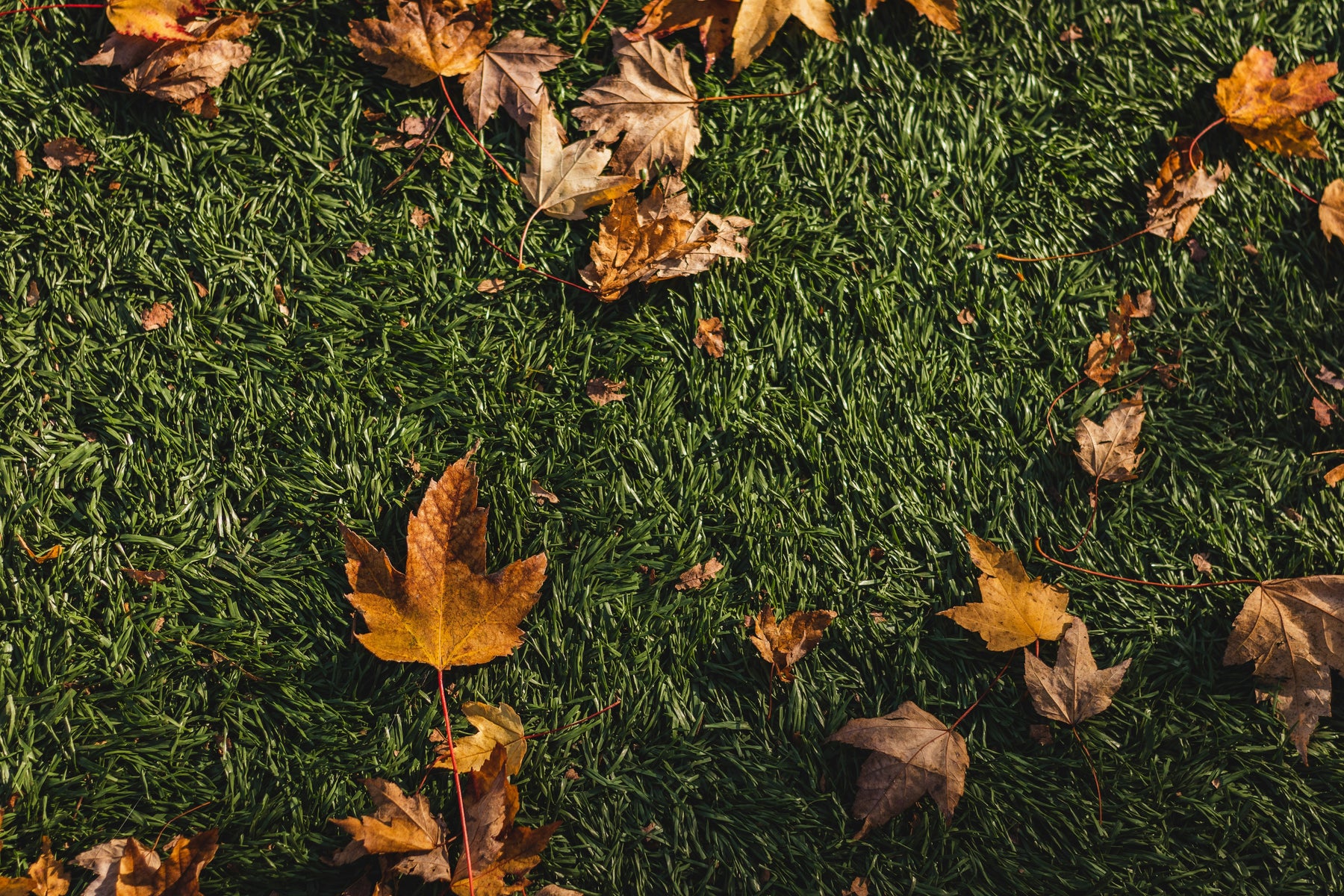 Why Fall is the Ideal Season to Upgrade to Playground Synthetic Turf