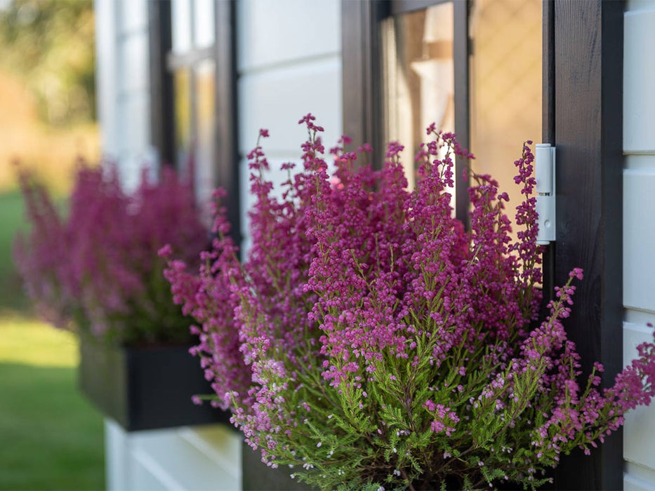 Whole Wood Playhouses Playhouse Blackbird 8x8